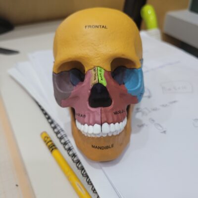 두개골조립모형